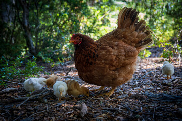 mother hen leads her fluffy yellow chicks along a sunlit forest path, surrounded by natural foliage. The warm sunlight highlights the details of their feathers and the earthy ground.