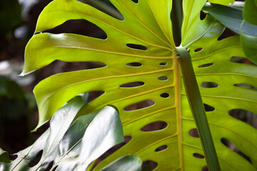 Monstera large green tropical leaf detail