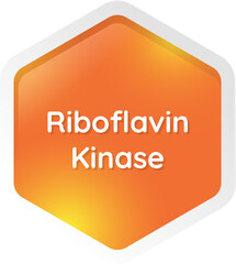 riboflavin kinase