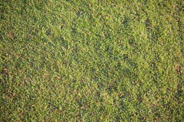 Short green grass background texture