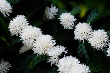 The beauty of coffee flower, fresh and white coffee flower blooming on the tree.
