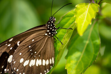 Macro butterfly