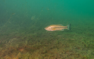 Largemouth Bass Micropterus salmoides Underwater with Copy-Space