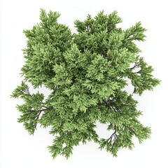 Fototapeta premium A lush green shrub viewed from above, showcasing dense foliage with a rich texture, for landscaping and natural aesthetics.