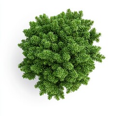Fototapeta premium A lush, spherical arrangement of vibrant green foliage, resembling a small conifer or decorative plant, set against a clean white background.