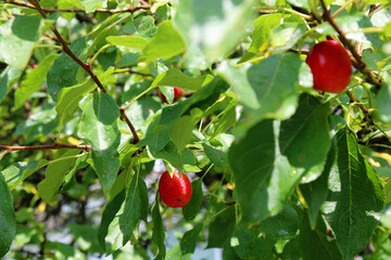 red little wild apples 
