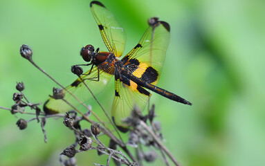 dragonfly on a flower