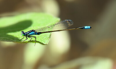 dragonfly on a green leaf