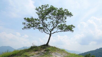 Fototapeta premium Solitary tree on a grassy hill under a bright sky, surrounded by distant mountains and clouds