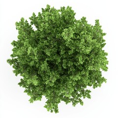 Obraz premium A lush, green shrub viewed from above, showcasing dense foliage and a vibrant, healthy appearance.