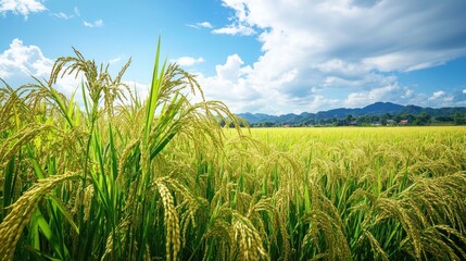 Advanced technology applied to rice fields