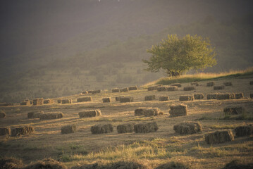 Hay bales dot a sunlit field a serene landscape under a gentle sky hinting at harvest and rural...