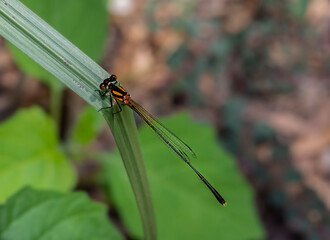 dragonfly on a leaf