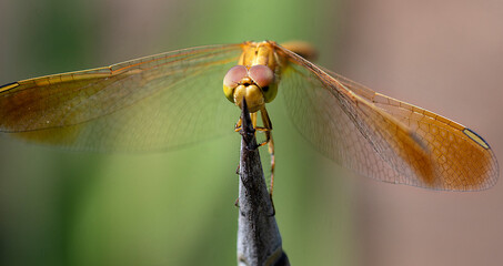 dragonfly on a branch