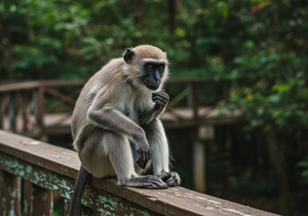 Obraz premium Gray Langur Monkey Sitting on Wooden Railing