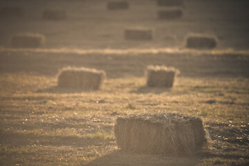 Hay bales scattered in a field lit by golden sunlight evoking rural simplicity and agrarian scenes