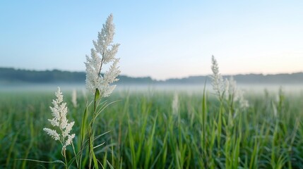 Obraz premium Misty morning meadow grass flower
