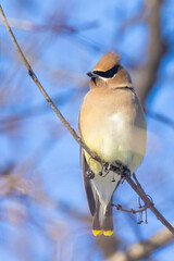 cedar waxwing (Bombycilla cedrorum) in winter