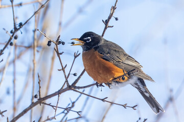  American robin (Turdus migratorius) in winter