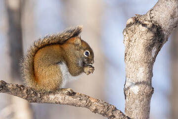 Obraz premium American red squirrel (Tamiasciurus hudsonicus)