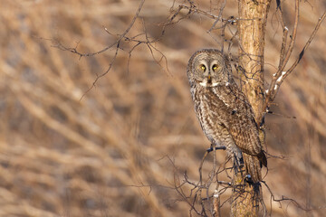 The great grey owl (Strix nebulosa) in winter
