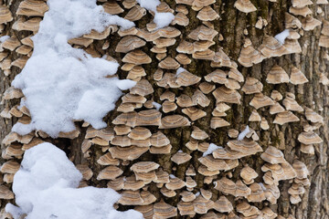 Cerrena unicolor, commonly known as the mossy maze polypore