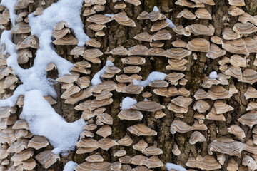 Cerrena unicolor, commonly known as the mossy maze polypore