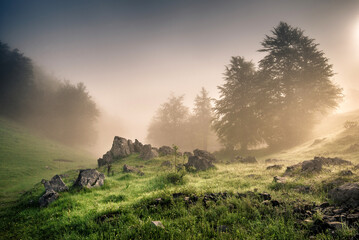 Mystical sunrise in a foggy rocky meadow with trees shrouded in mist Scenic morning landscape
