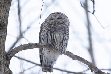  barred owl (Strix varia) in winter