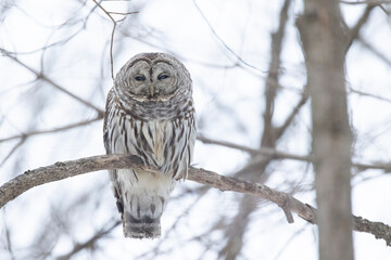  barred owl (Strix varia) in winter