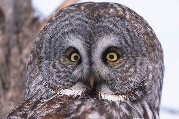 The great grey owl (Strix nebulosa) in winter