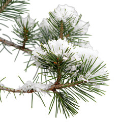 christmas wither snow pine branches isolated on whiet