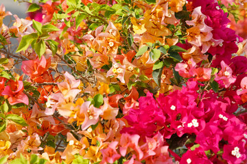 State of Qatar. Doha. Bougainvillea glabra Choisy, Gouhanamiya, paperflower. Bright fushia color, bright pink and orange.