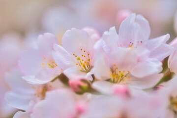公園では枝垂れ桜が満開を迎え春の訪れを感じることが出来ます
