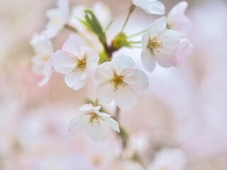 公園では枝垂れ桜が満開を迎え春の訪れを感じることが出来ます