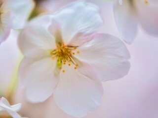 公園では枝垂れ桜が満開を迎え春の訪れを感じることが出来ます