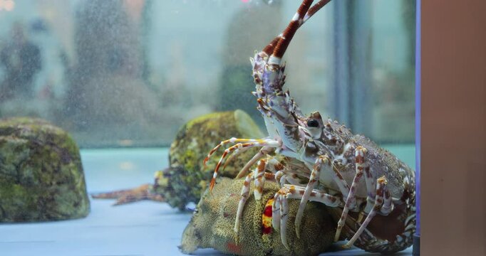 Spiny lobster (Palinurus) in a restaurant aquarium in Positano, Amalfi Coast, Italy