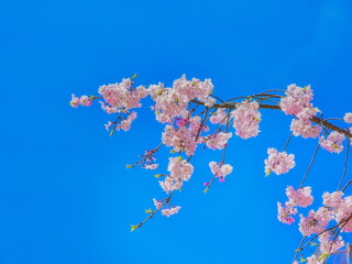 公園では枝垂れ桜が満開を迎え春の訪れを感じることが出来ます