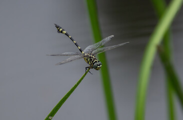 dragonfly on a branch