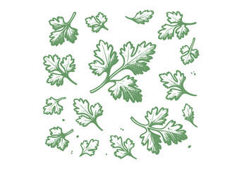 Cilantro Coriander Hand Drawn Illustration Sketch Vector Isolated