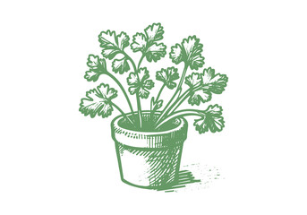 Cilantro Coriander Hand Drawn Illustration Sketch Vector Isolated