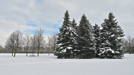 Pine trees covered with snow in the public park with park bench in winter.