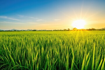 Serene sunset over endless green rice fields under clear blue sky, designed for agricultural tourism brochures, wellness app backgrounds, and organic product packaging.
