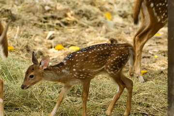 Young fawn exploring the wildlife park