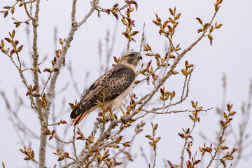 A Red-tailed Hawk perched upon a budding tree in the Spring at Cherry Creek State Park in Colorado. Viewed up close in side profile.