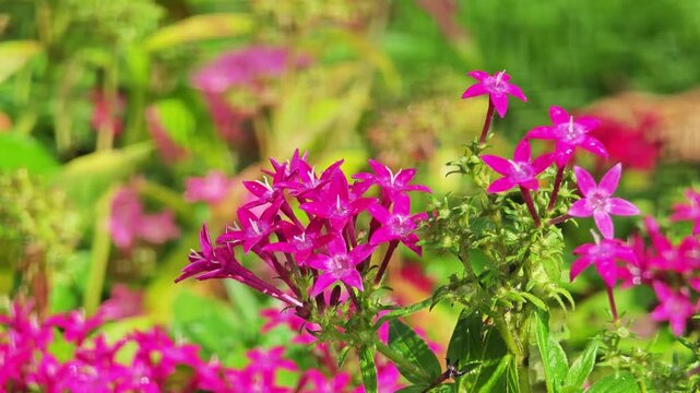 Pink flowers, called Pentas Lanceolata. Glitterati.
