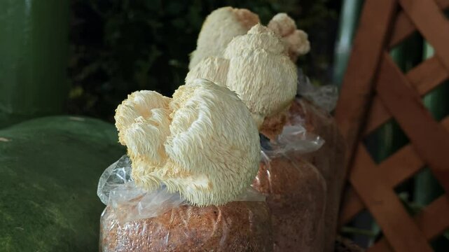 Lion's mane mushroom, medical mushroom (monkey head mushroom)