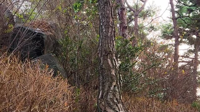 squirrel in the grass