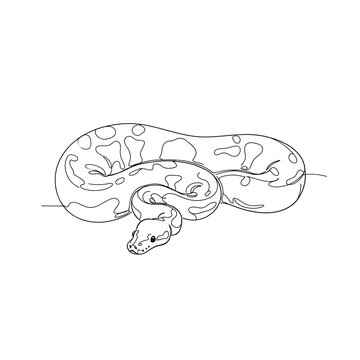 Draw a ball python with black lines. Black and white illustration.