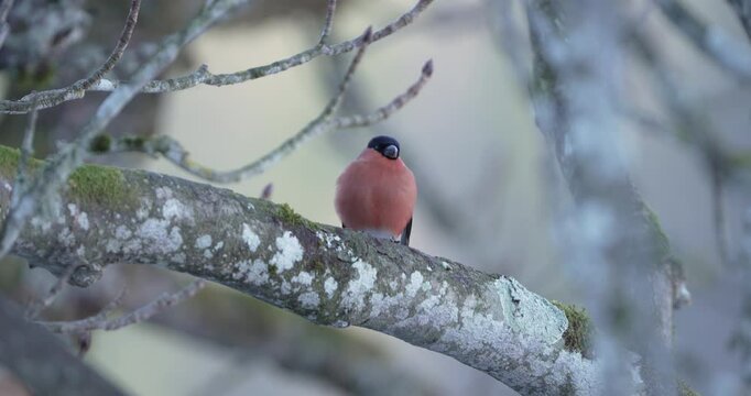 Eurasian Bullfinch (Gimpel) sitting on Tree Branch.
